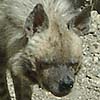 Hyena photo 2.