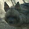 Hyena photo 3.