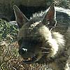 Hyena photo 14.