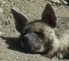 Hyena photo 12.