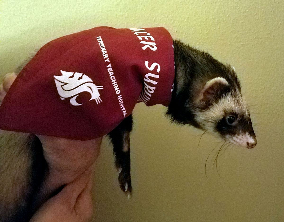 Claudius and his bandana.