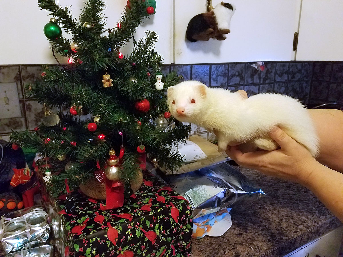 Nefertiti checks out the Christmas tree.