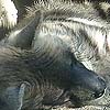 Hyena photo 10.