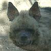 Hyena photo 4.