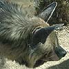 Hyena photo 5.