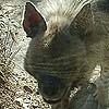 Hyena photo 6.