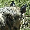 Hyena photo 17.