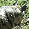 Hyena photo 18.