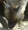 Hyena photo 1.