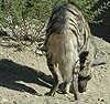 Hyena photo 9.