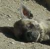 Hyena photo 17.