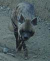 Hyena photo 20.
