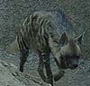 Hyena photo 23.