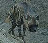 Hyena photo 29.